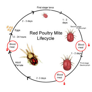 Duck Rot Rash Spotting Ectoparasites on Ducks - Backyard Poultry